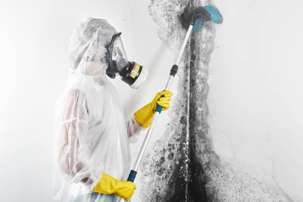Best Black Mold Removal  in Poplar Plains, CT