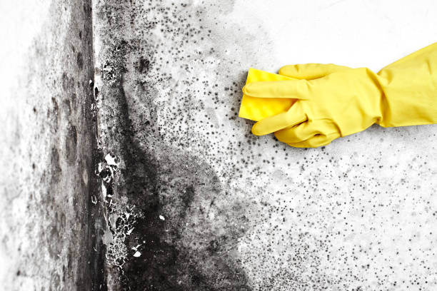 Best Forensic Mold Investigation  in Poplar Plains, CT